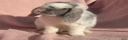 Mini Lop rabbits for sale: NO LONGER AVAILABLE  - Advert 3