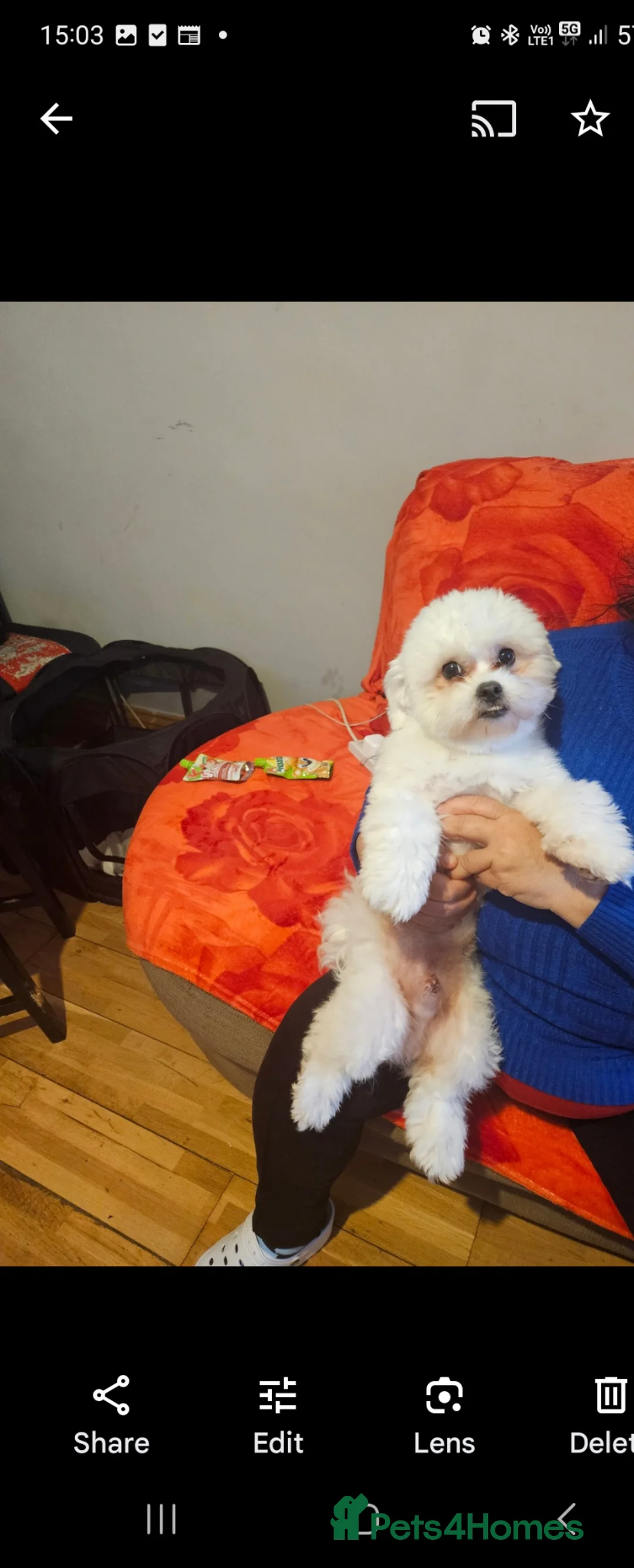 Bichon Frise dogs for sale: 4 lovely bichon frise puppies  - Advert 12