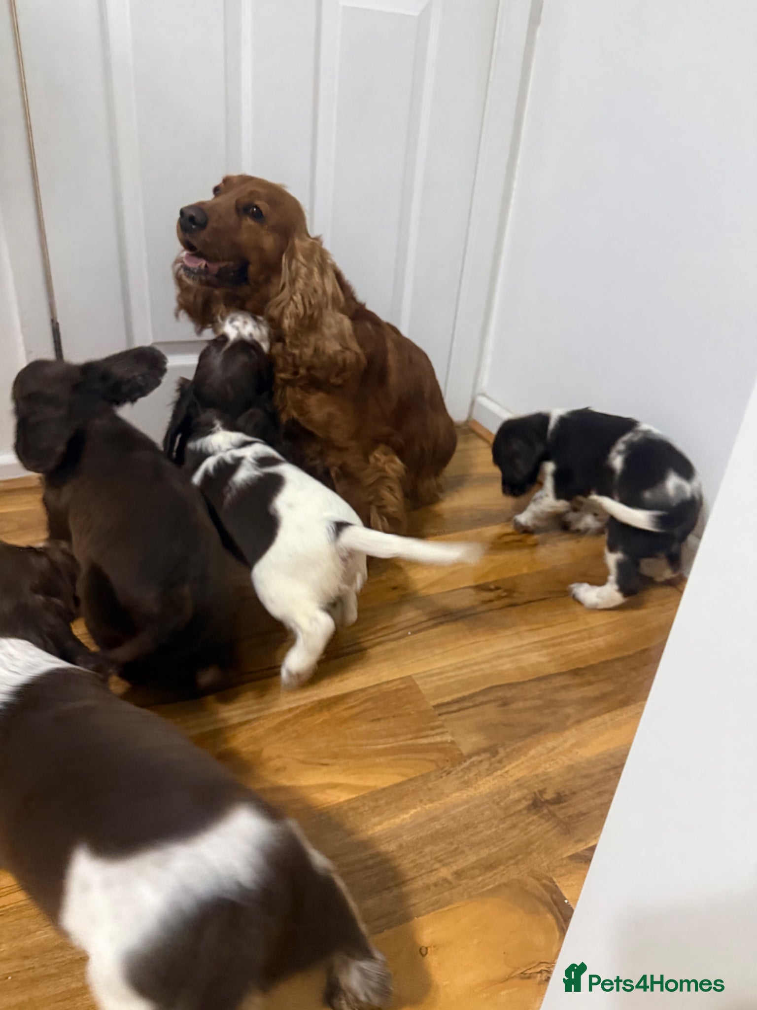 Cocker Spaniel dogs Cocker Spaniel Puppies  - Advert 1