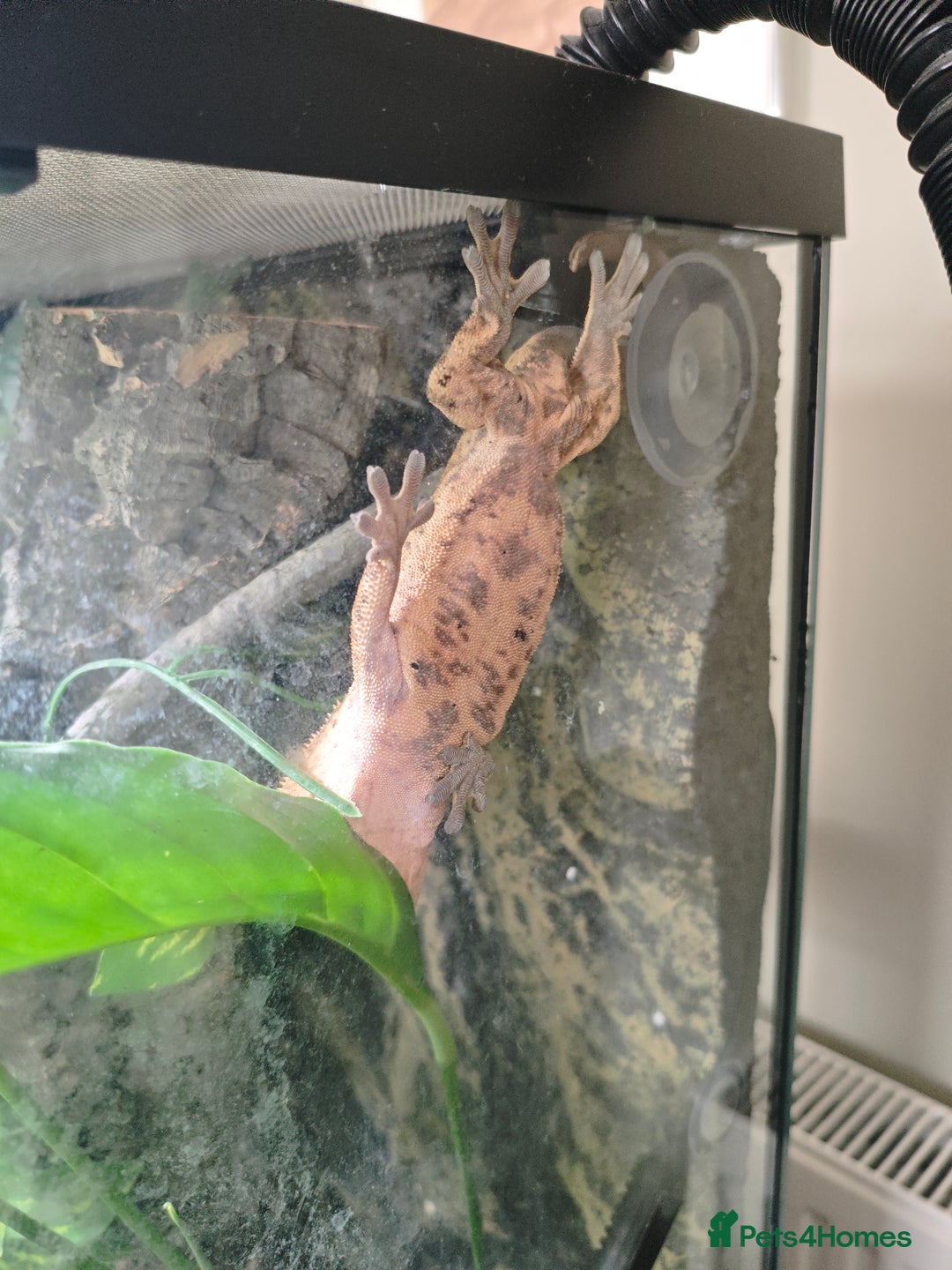 Gecko reptiles for sale: Crested gecko and setup - Image 3