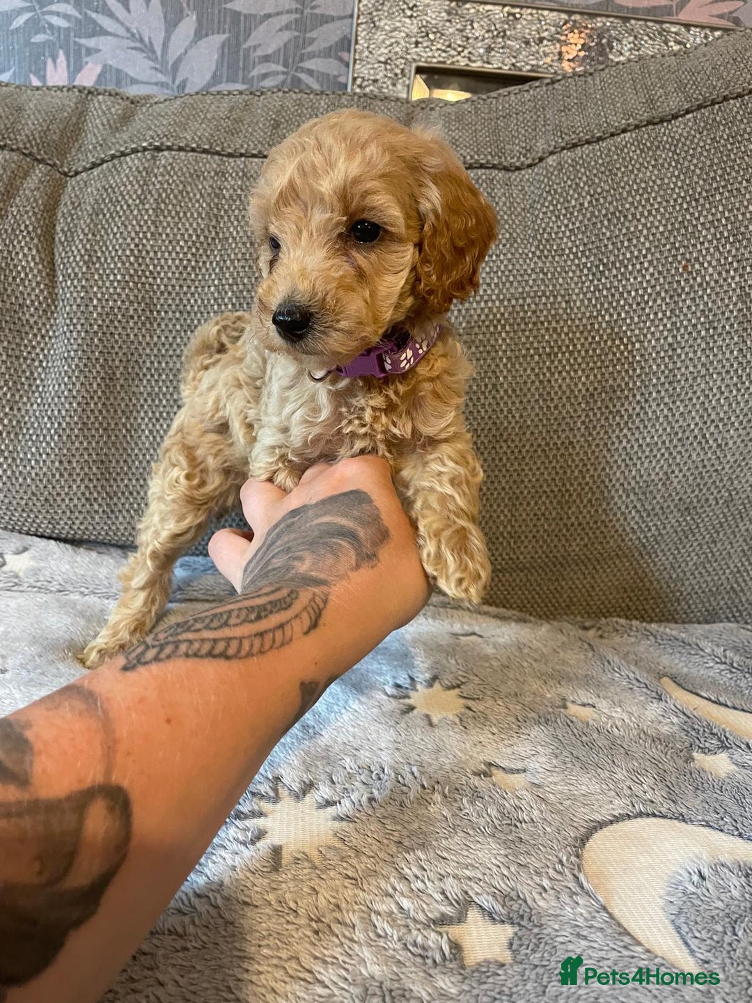 Cockapoo dogs for sale: Cockapoo puppies  - Image 8