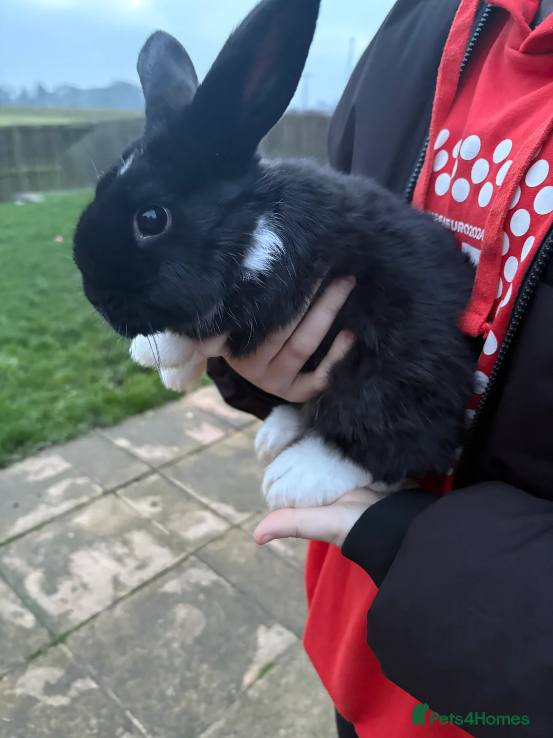 Mixed Breed rabbits for sale: Lionhead cross Holland lop - Advert 4