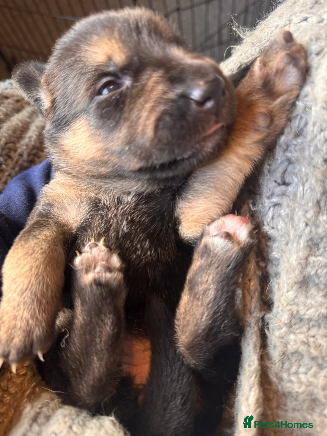 Mixed Breed dogs for sale: Staffy x belgian malinois  - Advert 2