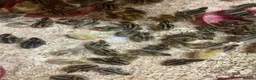 Quail poultry for sale: 12 Fresh Coturnix Quail hatching eggs  - Advert 10