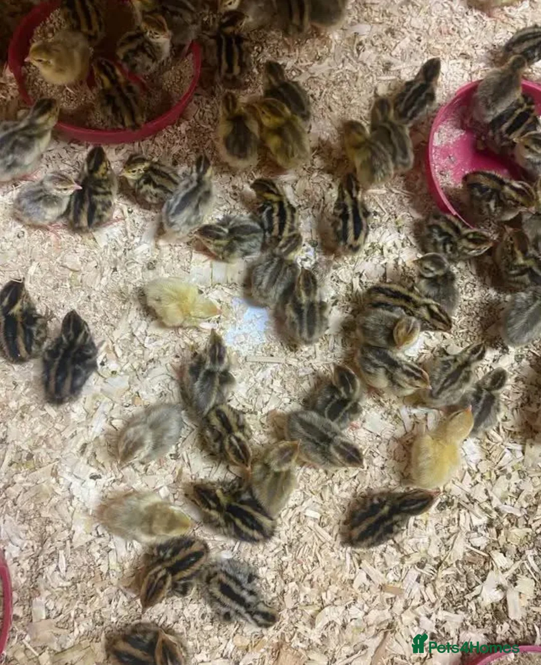 Quail poultry for sale: 12 Fresh Coturnix Quail hatching eggs  - Advert 10