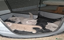 British Shorthair cats for sale: British Shorthair kitten  - Image 1