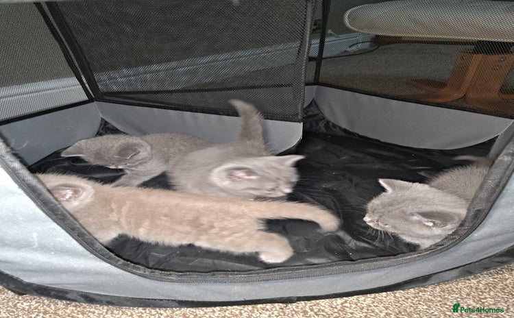British Shorthair cats - Advert 1