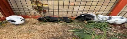 Guinea Pig rodents for sale: Baby guinea pigs  - Advert 11
