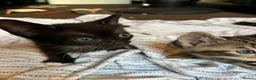 Mixed Breed cats for sale: Cute Kittens for sale  - Advert 5