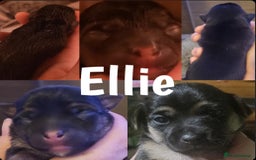 Jack Russell dogs for sale: miniature Jack Russell Puppies - Image 7