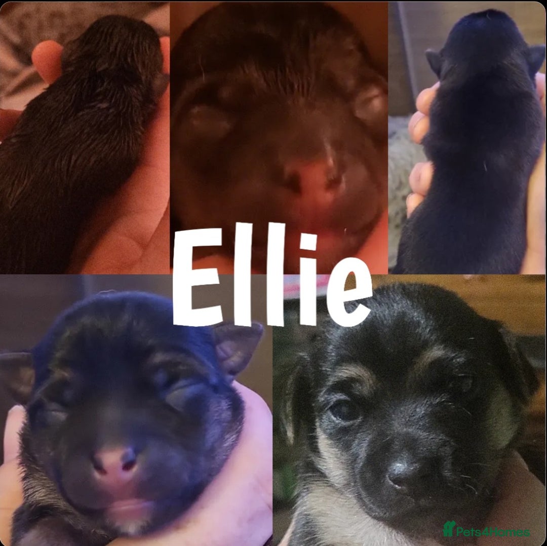 Jack Russell dogs for sale: miniature Jack Russell Puppies - Image 7