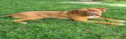 Dogue De Bordeaux dogs for sale: Beautiful Dogue de Bordeaux Puppies  - Advert 5