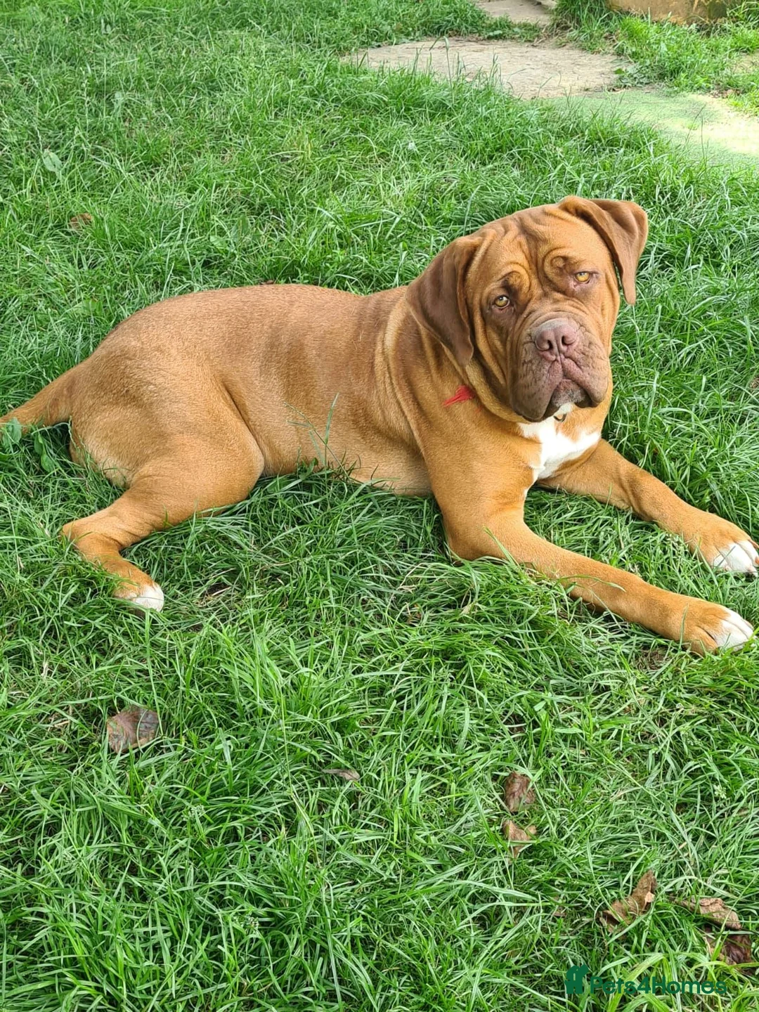Dogue De Bordeaux dogs for sale: Beautiful Dogue de Bordeaux Puppies  - Advert 5