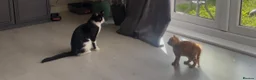 Mixed Breed cats for sale: 8 happy healthy kittens - Advert 10