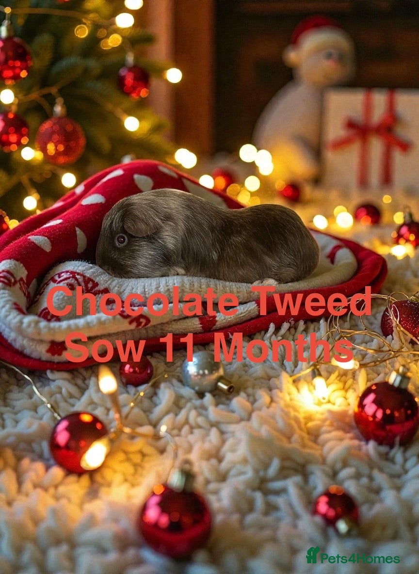 Guinea Pig rodents Pairs of Guinea Pigs Boars & Sows - Advert 16