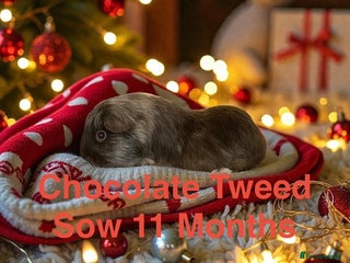 Guinea Pig rodents Pairs of Guinea Pigs Boars & Sows - Advert 6