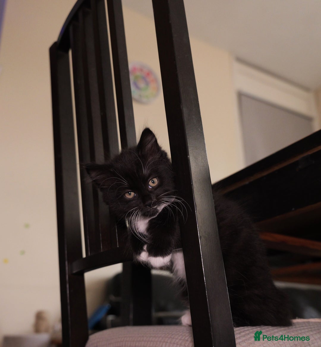 Turkish Angora cats for sale: Playful, Socialised Kittens Seeking Loving Home - Advert 18