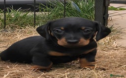 Miniature Dachshund dogs for sale: KC Miniature Dachshund Pups  - Image 4