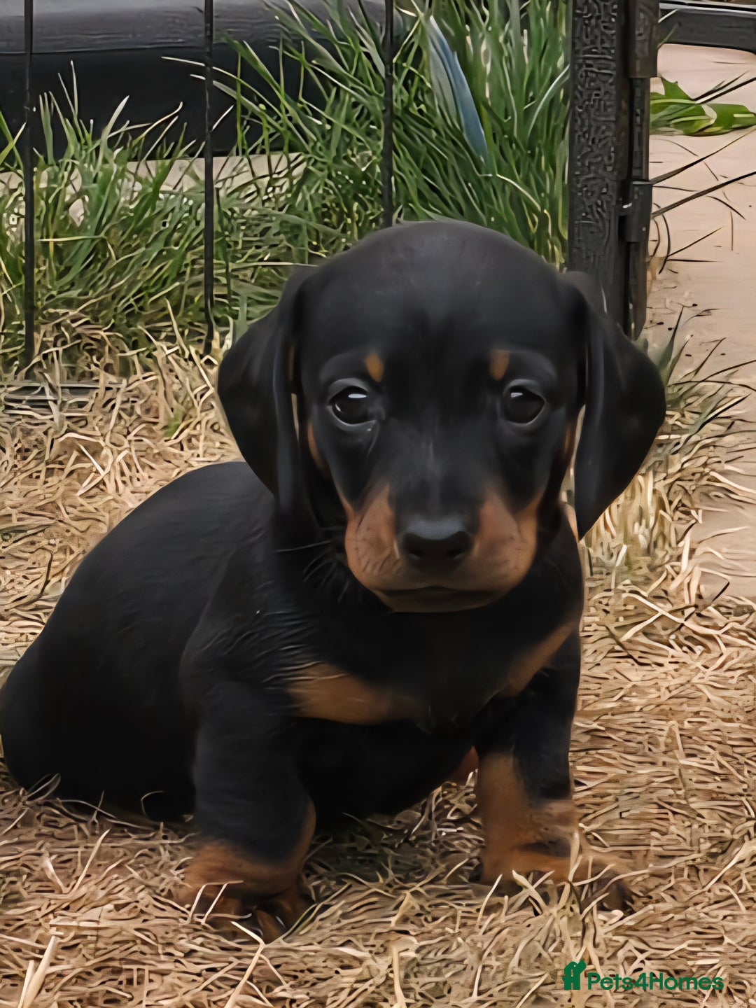 Miniature Dachshund dogs for sale: KC Miniature Dachshund Pups  - Image 4