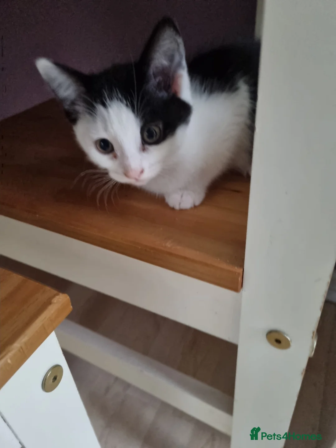 Mixed Breed cats for sale: female kittens - Advert 2