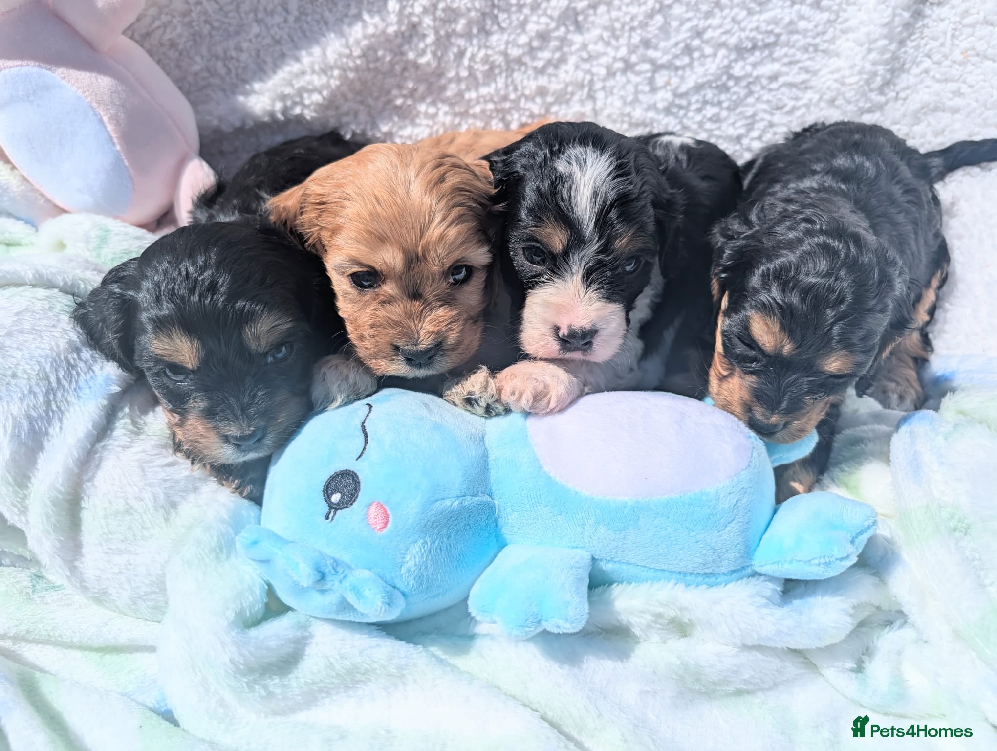 Cavapoo dogs Pretty CAVAPOO pups. Health tested parents - Advert 1