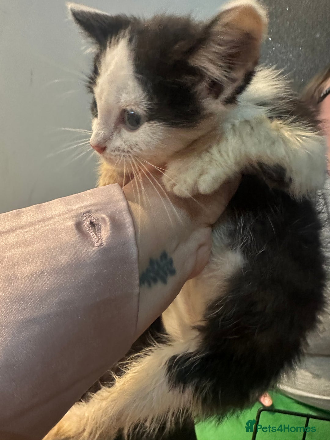 Domestic Shorthair cats for sale: 2 kittens remaining - Image 1