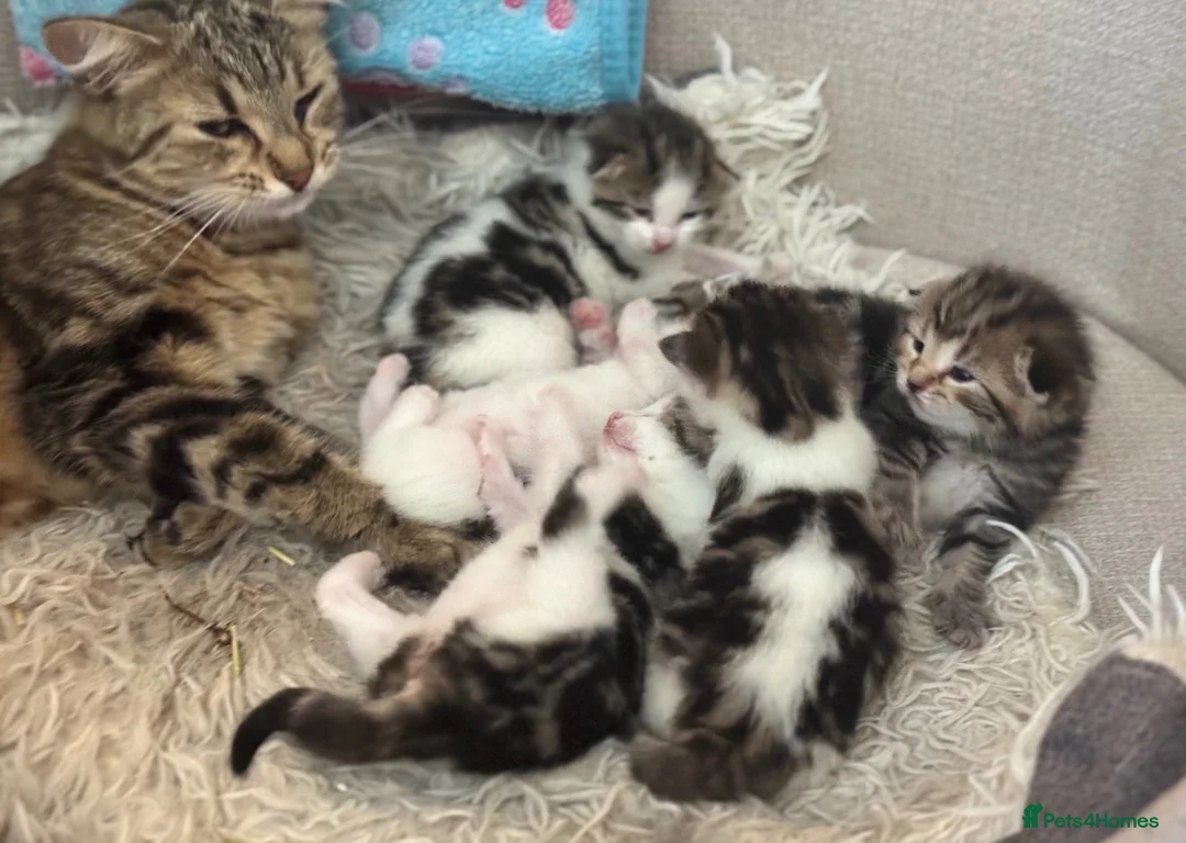 Mixed Breed cats for sale: Beautiful kittens  - Advert 1