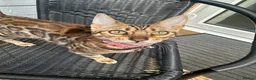 Bengal cats for sale: Bengal kitten in Warrington - Advert 1