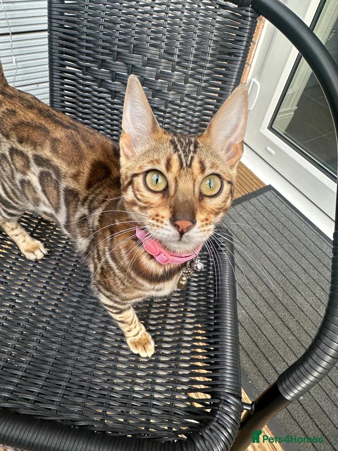 Bengal cats for sale: Bengal kitten in Warrington - Advert 1