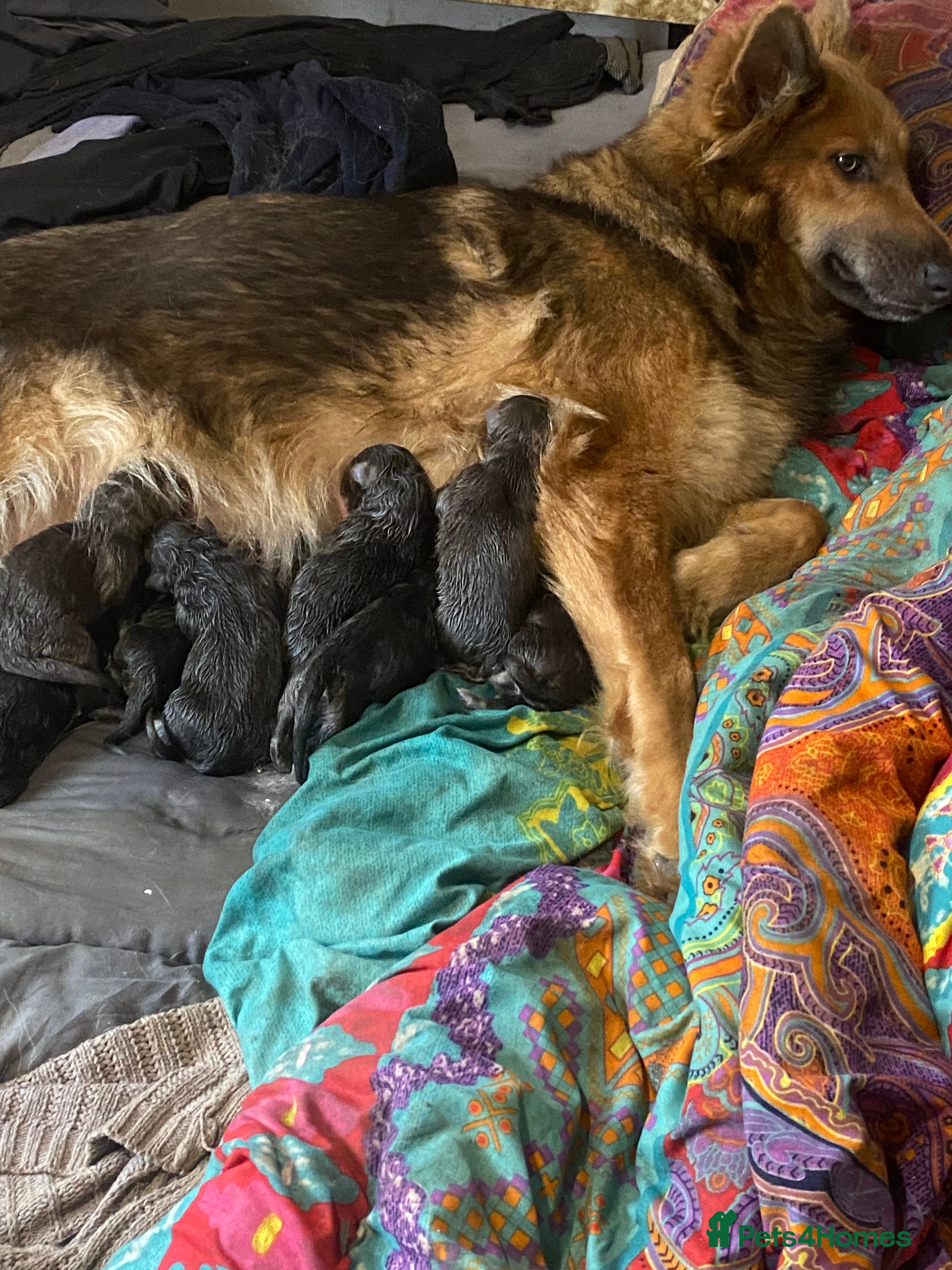 German Shepherd dogs Blue GSD’s - Advert 2