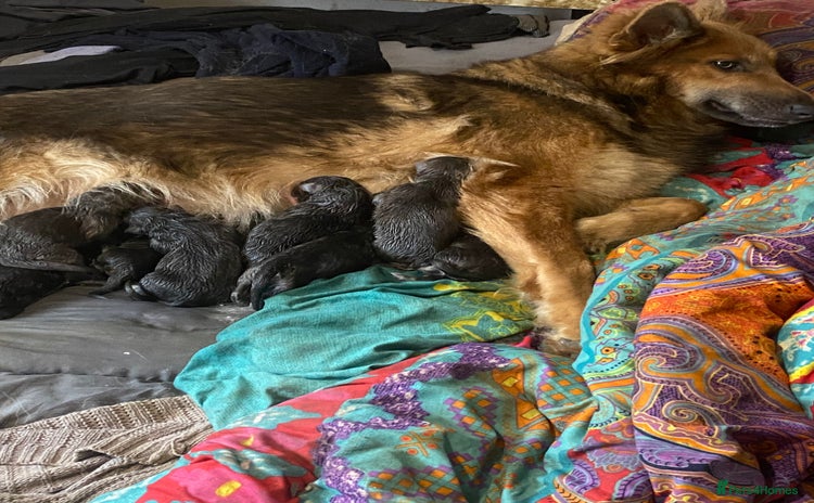 German Shepherd dogs Blue GSD’s - Advert 1