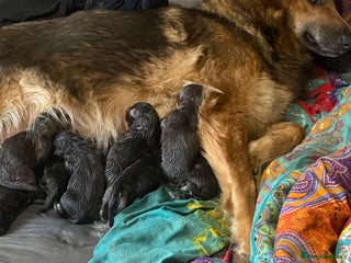 German Shepherd dogs Blue GSD’s - Advert 1