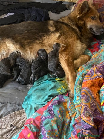 German Shepherd dogs Blue GSD’s - Advert 1