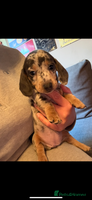 Miniature Dachshund dogs Miniature dachshund puppies for sale - Advert 6