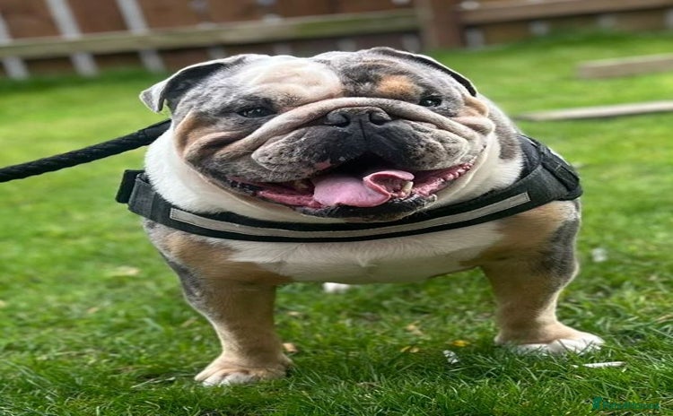 Olde English Bulldogge dogs - Advert 4