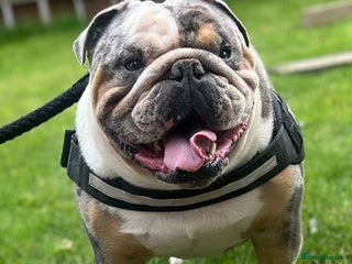 Olde English Bulldogge dogs - Advert 2