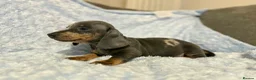 Miniature Dachshund dogs for sale: 7 beautiful puppies available  in Bradford - Advert 16