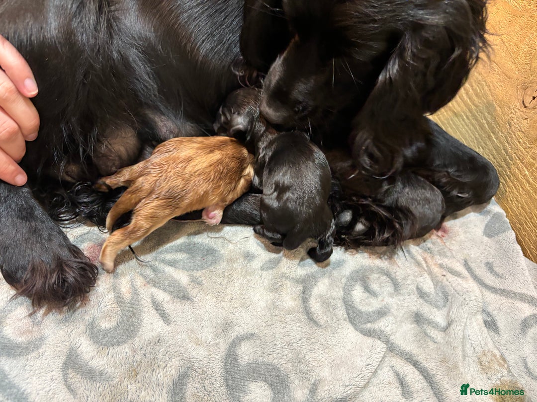 Cocker Spaniel dogs for sale: KC Reg Working Cocker bitches - Image 6