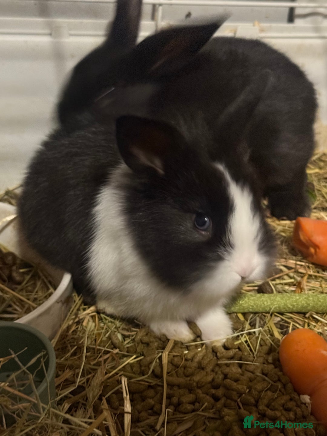Mini Lion Lop rabbits for sale: lionlop baby bunny’s  - Image 10