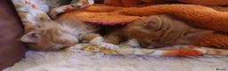 British Longhair cats for sale: Medium haired ginger kittens - Advert 8