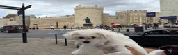 Morkie dogs for sale: Morkie - Advert 3