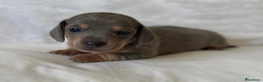 Miniature Dachshund Puppy 4