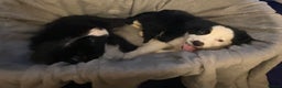 Border Collie dogs for sale: Border collie puppies  - Advert 3