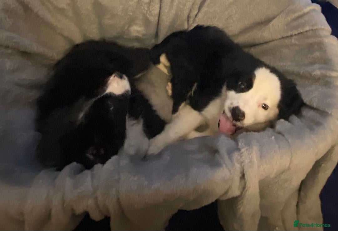 Border Collie dogs for sale: Border collie puppies  - Advert 3