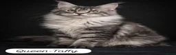 Maine Coon cats for sale: TICA Registered Maine Coon Kittens Reserve now - Advert 6