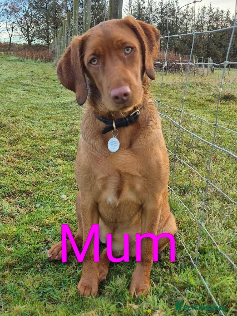 Labrador Retriever dogs Fox Red KC Registered Labradors  - Advert 1