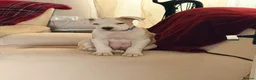 Alapaha Blue Blood Bulldog dogs for sale: Odie 20 weeks old in Newton Aycliffe - Advert 2