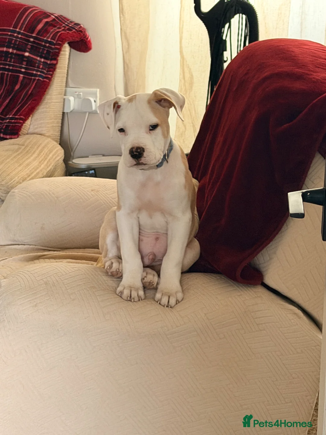 Alapaha Blue Blood Bulldog dogs for sale: Odie 20 weeks old in Newton Aycliffe - Advert 2