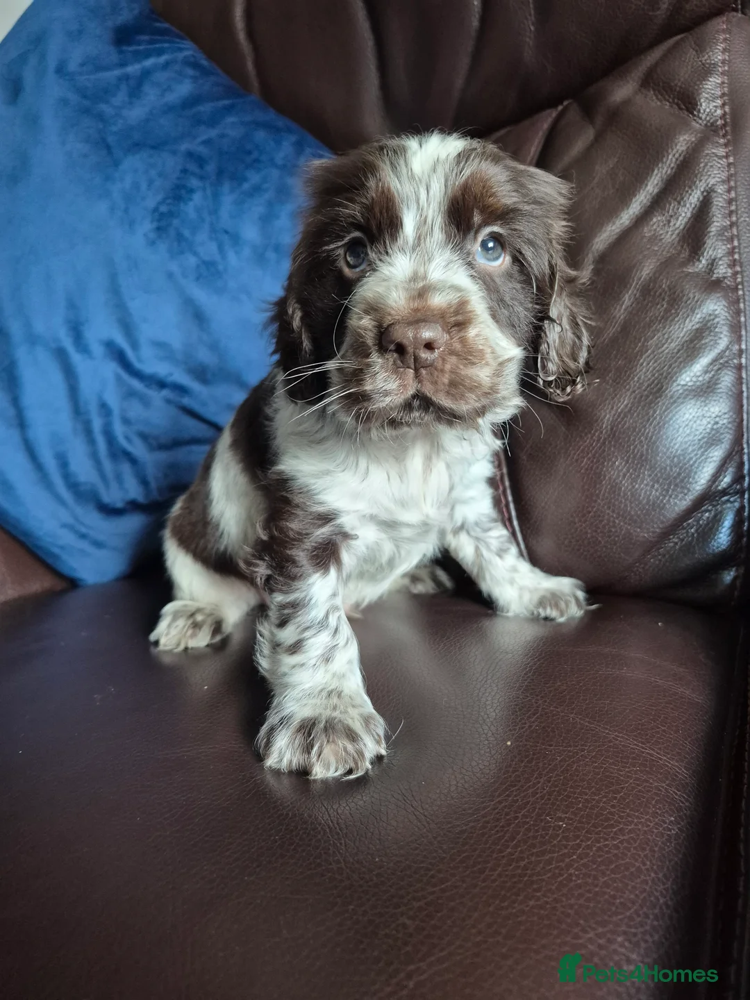 Cocker Spaniel dogs for sale: Chocol and tan & choc roan show cocker  puppies  in Bordon - Advert 16