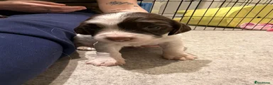 English Springer Spaniel 7